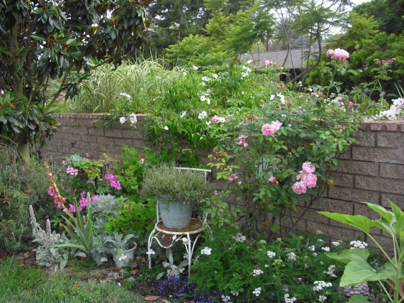 Wall in garden with rose