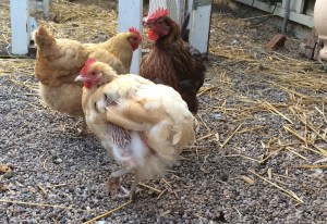 Oct 2013 027 (cropped