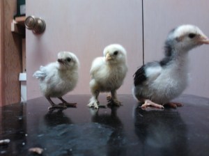 Bubbles the Ameraucana, Gretal the Silkie and Esmerelda the Giant Orpington, back in April when we first got them.