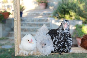 Greta (now called Grr), Bubbles and Esmerelda today.