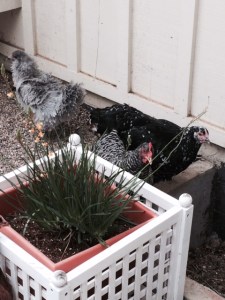 chickens eating bulbine