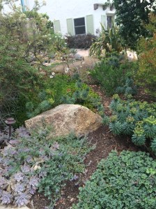 Pretty low-water plants